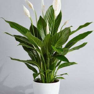 6inch Peace Lily